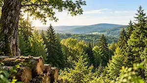 CœurForest : Retour sur les dernières actualités du GFI