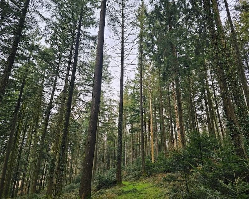 gfi-france-valley-patrimoine-achat-foret-abondice