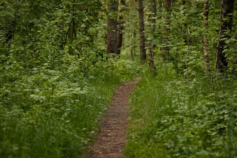 gfi-epiforet-1-performance-et-revalorisation-au-s1-2025