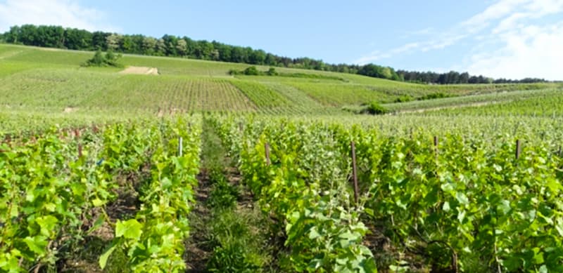 france-valley-renforce-sa-presence-dans-la-vallee-de-la-marne